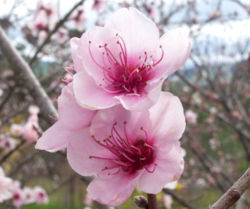 Peach flower