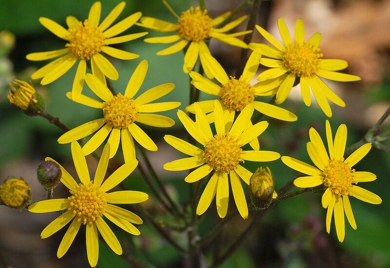 File:1024px-Golden Ragwort Senecio aureus Flowers 2616px.jpg