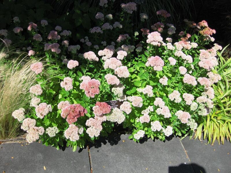 File:1024px-IMG 0058 nybg09.jpg