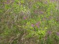 Thumbnail for version as of 09:38, 29 April 2025