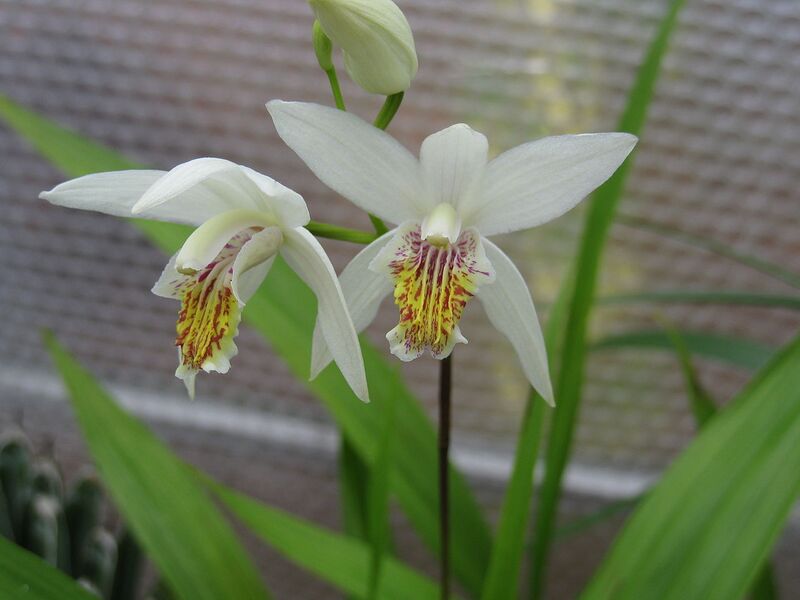 File:1280px-Bletilla striata var alba.JPG