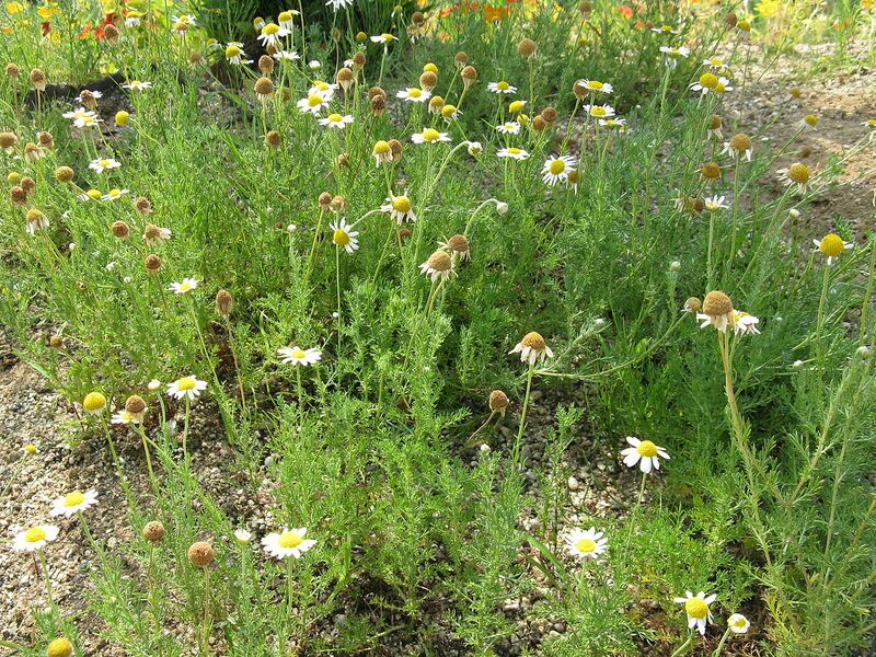 File:1280px-Chamaemelum nobile2.jpg