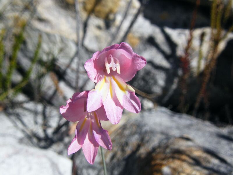 File:1280px-Gladiolus brevifolius (1).jpg