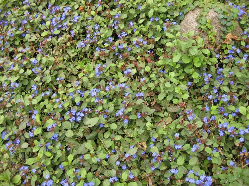 File:1280px-IMG 1385 bbg09.jpg