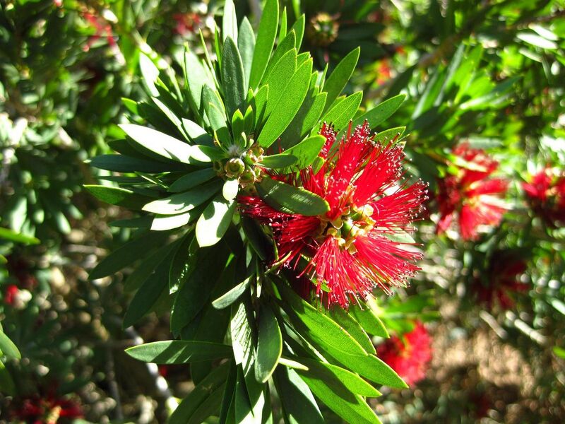 File:1280px-IMG 2059 hunt09oct.jpg