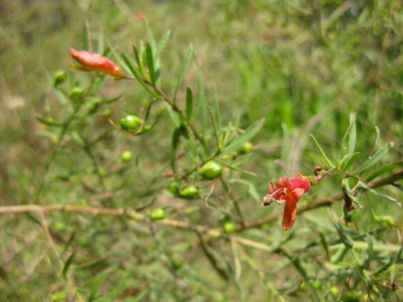 File:1280px-IMG 4593 hunt0904.jpg