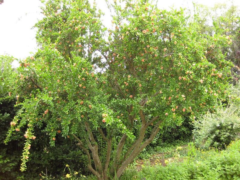 File:1280px-IMG 6904 hunt09jun.jpg