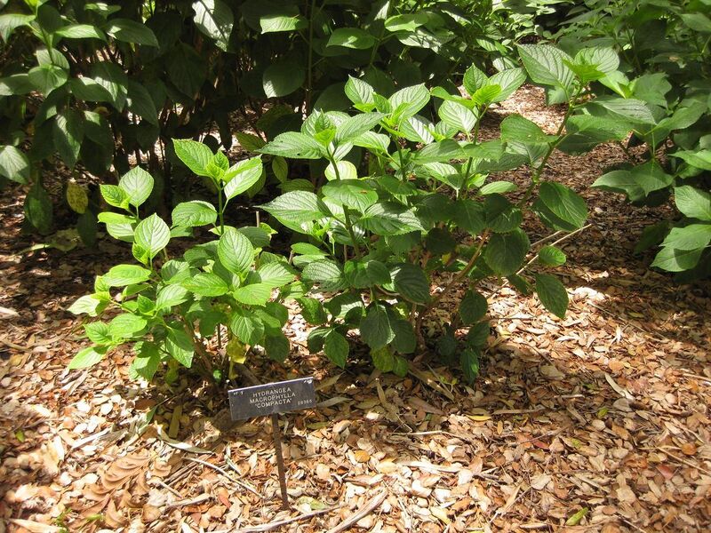 File:1280px-IMG 7276 hunt09jun.jpg