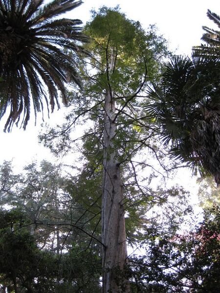 File:576px-IMG 2775 ucla09.jpg