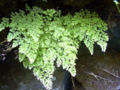 Delta Maidenhair Adiantum raddianum