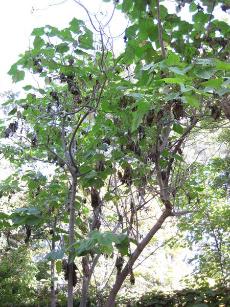 File:Bgyxu4w27qbi4sbn0prpd7vi6lv3qaq.jpg