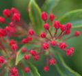 K. latifolia flower buds.