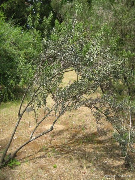 File:Colletia cruciata-IMG 3133 lokrun.jpg