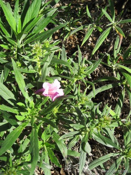 File:Echium onosmifolium-IMG 0754 hunt07.jpg