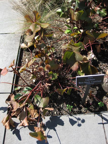 File:IMG 0065 nybg09.jpg