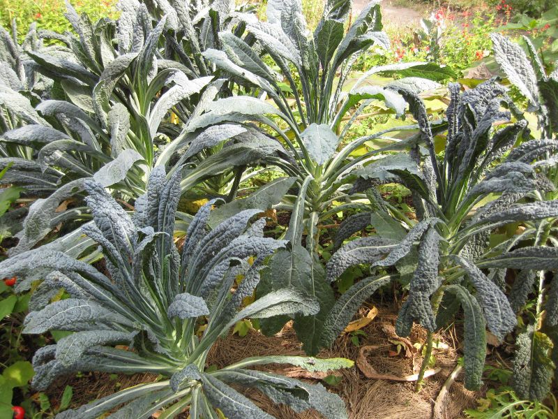File:IMG 0607 bbg09.jpg