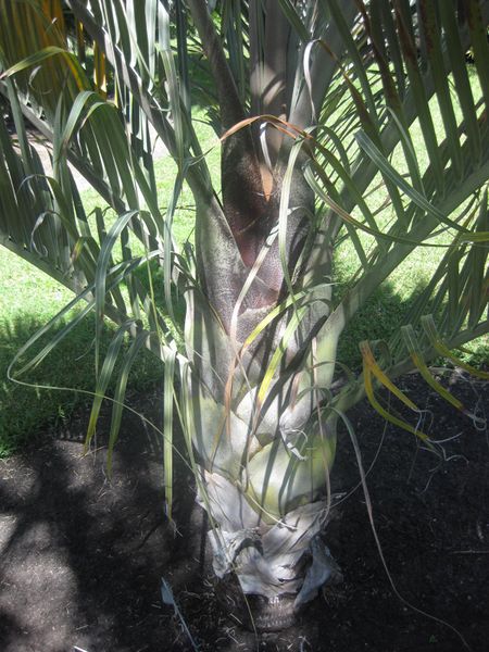 File:IMG 2085 hunt0903.jpg