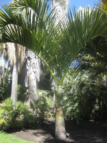 File:IMG 2095 hunt0903.jpg