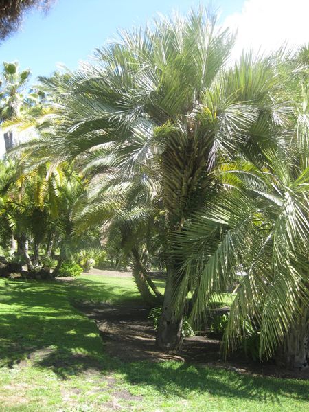 File:IMG 2118 hunt0903.jpg