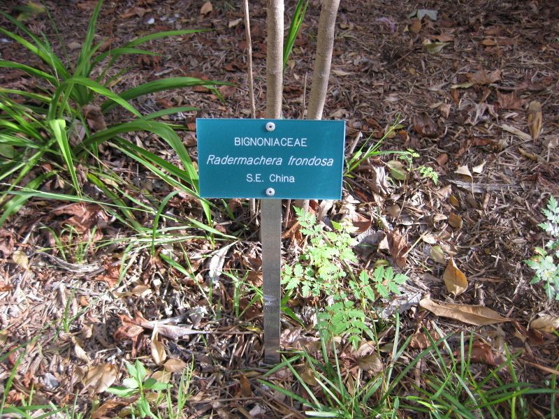 File:IMG 2405 ucla09.jpg