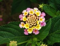 Flowers and leaves