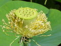 Seed head without petals