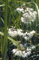 Nodding Wild Onion (Allium cernuum)