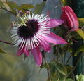 Thumbnail for version as of 02:44, 15 March 2009