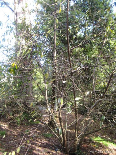 File:Prunus serotina-black chokecherry-IMG 7393 sfbg0308.jpg