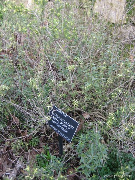 File:Salvia muelleri-royal purple autumn sage-IMG 7463 sfbg0308.jpg