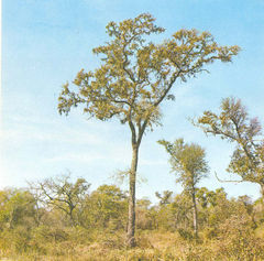 Quebracho colorado chaqueño (Schinopsis balansae)