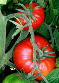 Tomatoes on a vine