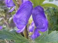 Thumbnail for version as of 09:19, 29 April 2025