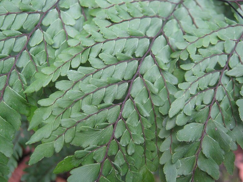 File:1024px-Adiantum formosum.jpg