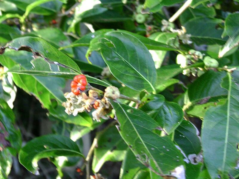 File:1024px-Glochidion ramiflorum.jpg
