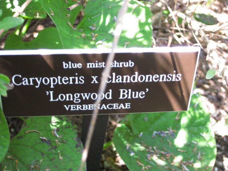 File:1024px-IMG 0241 nybg09.jpg