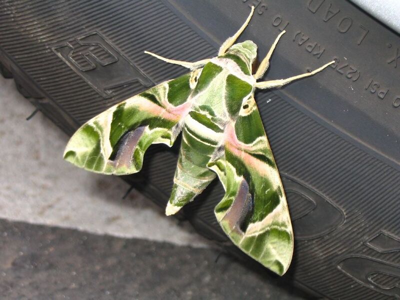 File:1024px-Oleander Hawkmoth-5928.jpg