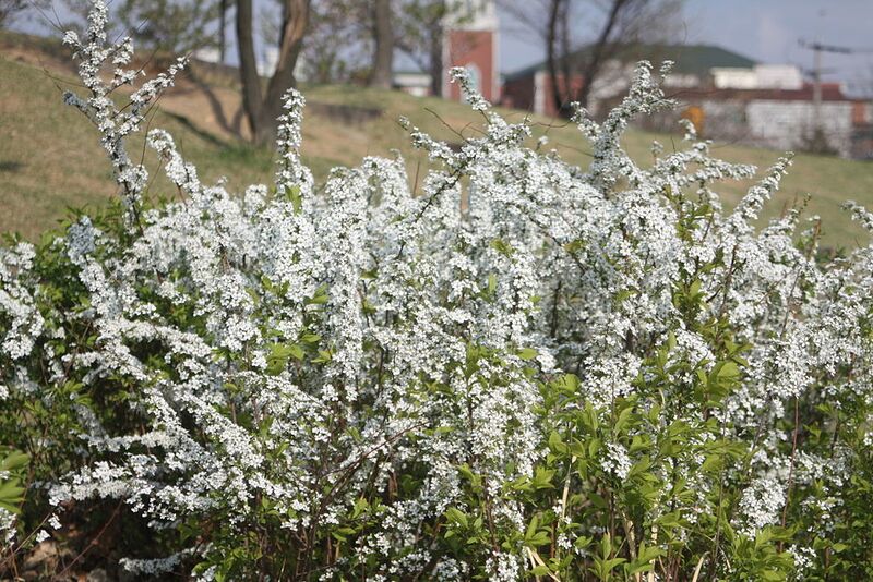 File:1024px-Spiraea prunifolia for. simpliciflora.JPG