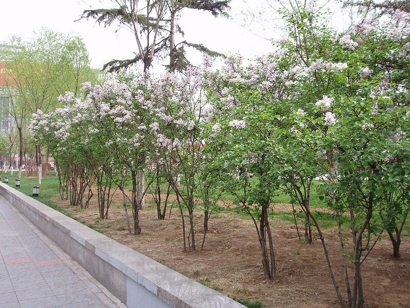 File:1024px-SyringaOblata2.jpg