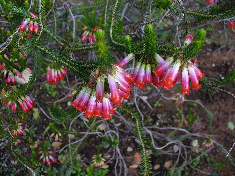 File:1280px-Erica regia.JPG