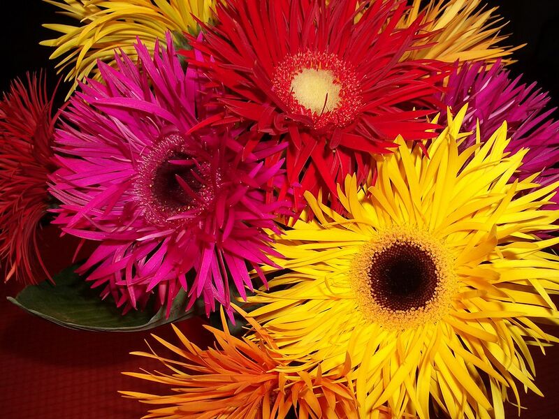 File:1280px-Gerbera03.JPG