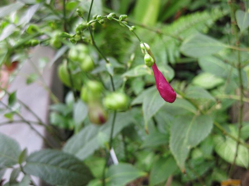 File:1280px-IMG 0937 bbg09.jpg