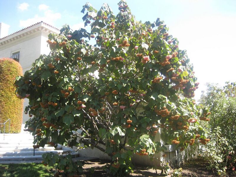 File:1280px-IMG 1985 hunt0903.jpg