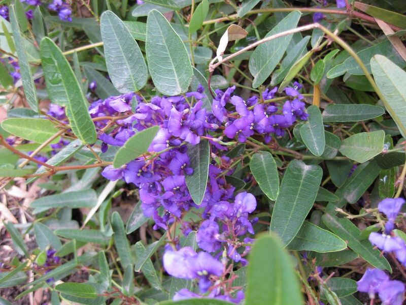 File:1280px-IMG 5053 hunt0904.jpg