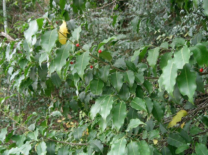 File:1280px-Ilex pedunculosa5.jpg