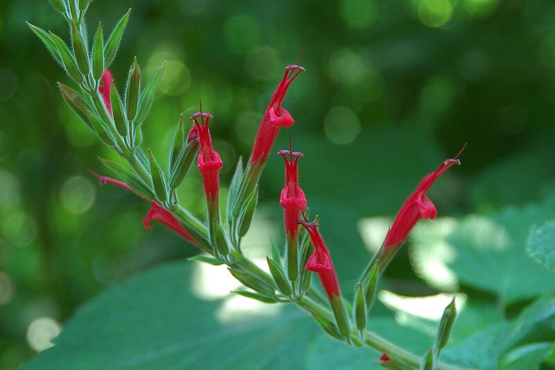 File:1280px-Salvia elegans.jpg