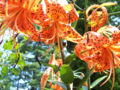 Lilium Lily