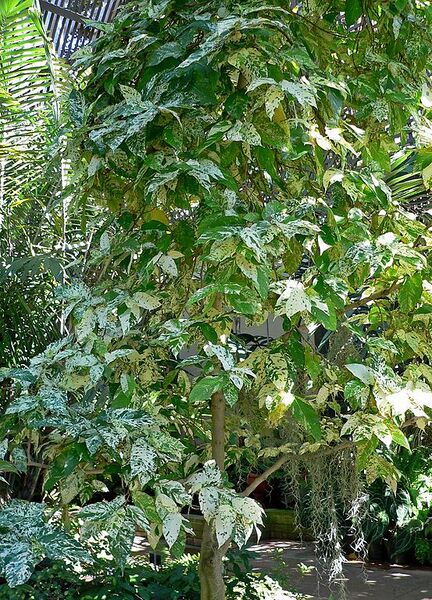 File:553px-Ficus aspera 1.jpg