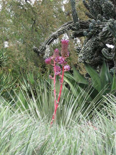 File:576px-IMG 7400 hunt09jun.jpg