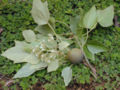 Thumbnail for version as of 14:04, 8 May 2007